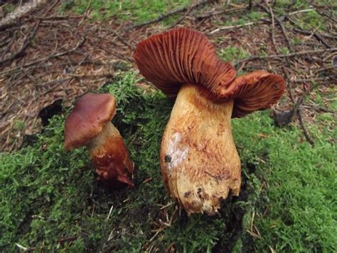 Three Serious English Poisonous Mushroom Incidents in 3 weeks | Geoff's Homesteading and the ...