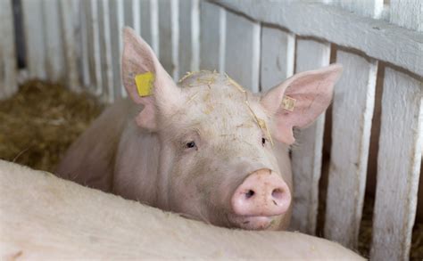 Yorkshire Pig: Are These Big, Friendly Pigs Right for Your Farm?