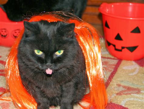 Love, Joy and Peas: Happy Halloween & Funny Cat Pictures