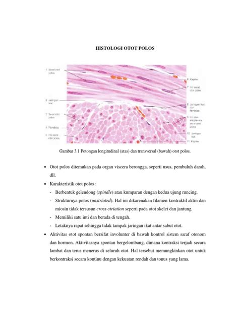 Histologi Otot Polos