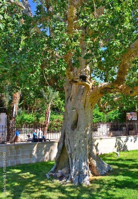 Zaccheus Sycamore Tree is one of the top tourist attractions in Jericho ...