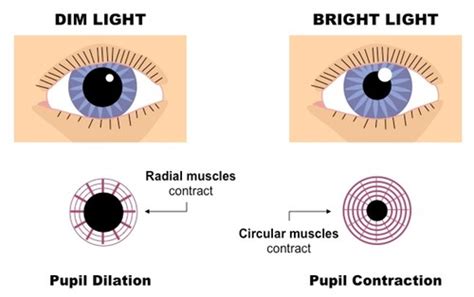 Pupil Reflex | PMG Biology