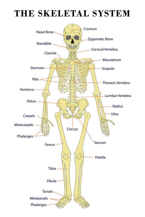 'The Skeletal System Anatomical Chart Scientific Poster Print' Print ...