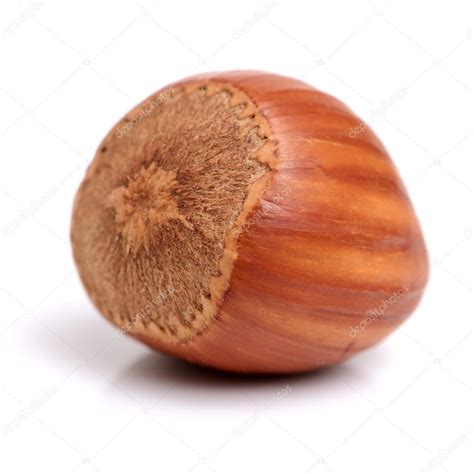 Single hazelnut in shell — Stock Photo © jianghongyan #77251464