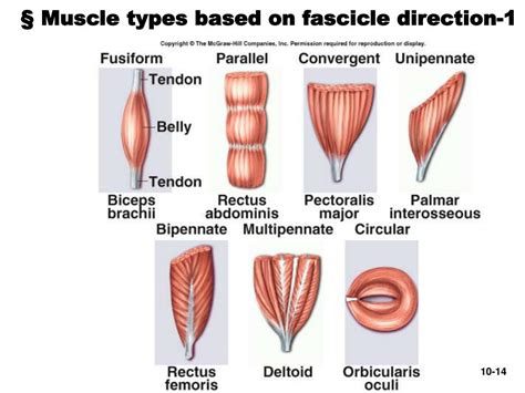 PPT - Chapter 10—The Muscular System PowerPoint Presentation, free download - ID:3146760