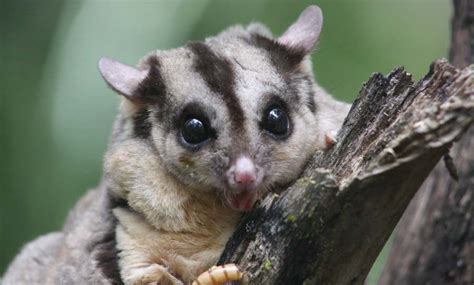 Two new marsupial species have just been discovered in Australia