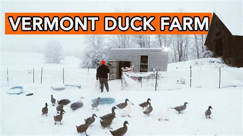 Raising Ducks in Winter - YouTube