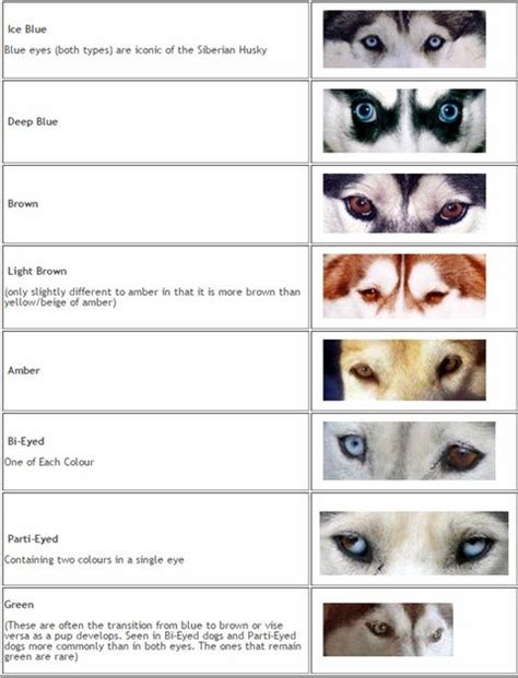 Siberian Husky Color Chart