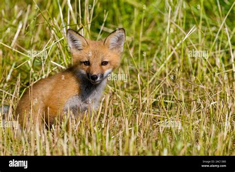 Baby Fox Kits Stock Photo - Alamy