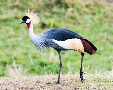 African Savanna Birds - Pets Lovers