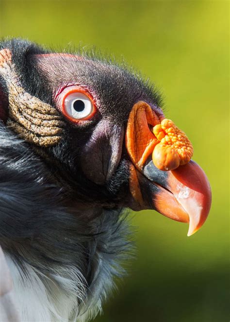 39 Colorful King Vulture Facts (Sarcoramphus papa) | JustBirding.com