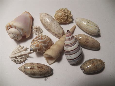 Sea Shells Free Stock Photo - Public Domain Pictures