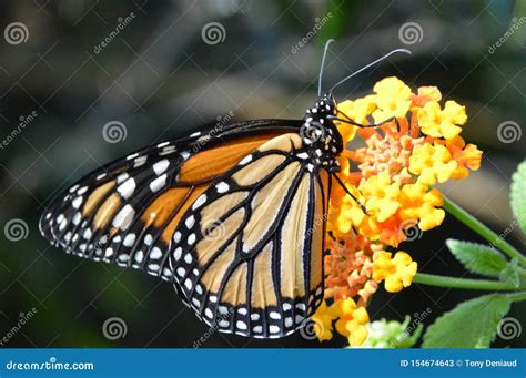 Butterfly / Papillon stock image. Image of colore, black - 154674643