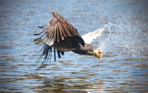 Golden Eagle Hunting Fish