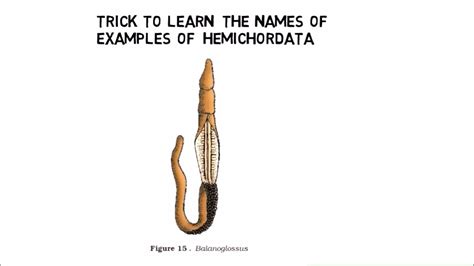 4.10 phylum Hemichordates trick example from NCERT - YouTube