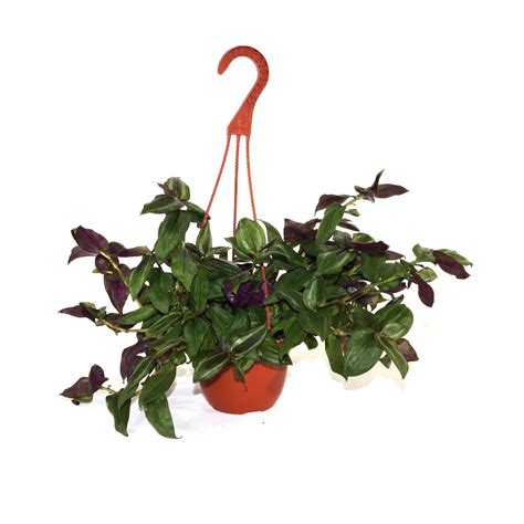 Tradescantia zebrina discolor - 6" Hanging Basket – Steve's Leaves