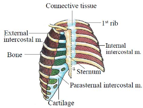 Difference Between Internal And External Intercostal Muscles