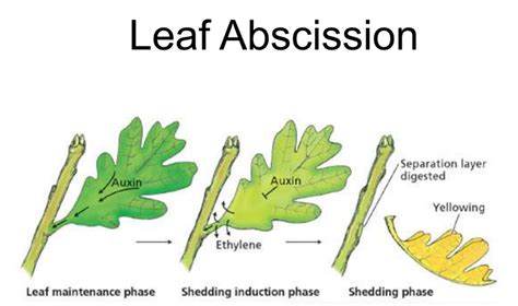 Abscisic acid and its physiological effects — lesson. Science CBSE, Class 10.