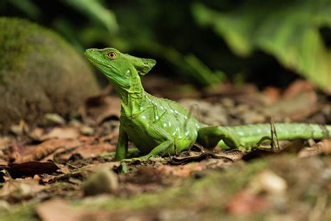 A Subadult Green Basilisk On The Ground Photograph by Jon G. Fuller - Fine Art America