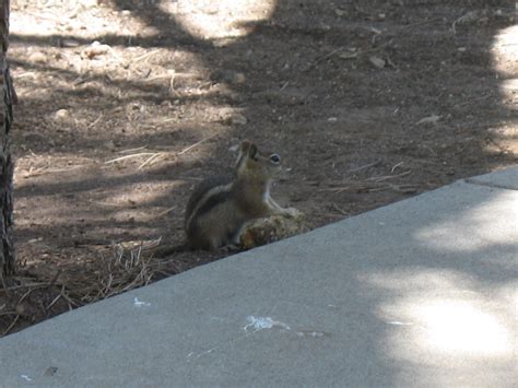 Animalia: Arizona wildlife sightings