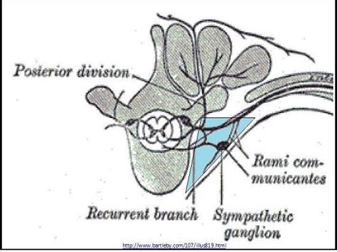 Fig 1. Boundaries of the paravertebral space