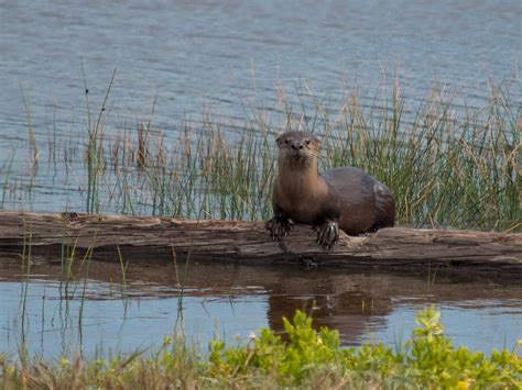 River Otter Populations Are Expanding in the Bay Area | KQED