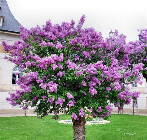 Lilac - Learn About Nature