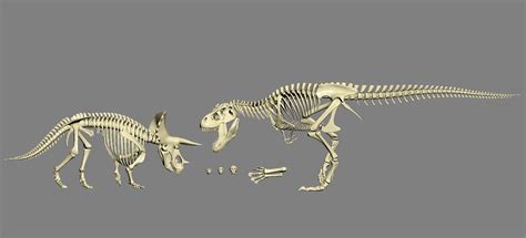 Dinosaur Bones 3D model Download for Free