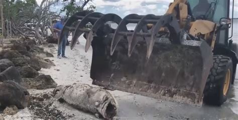 Red tide cleanup efforts on Sanibel continue into second week