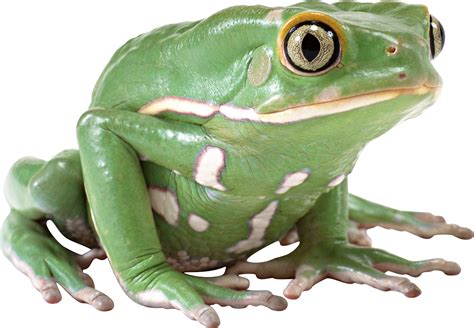 Frog Png Hd Transparent Frog Hd Png Images Pluspng 9150 | The Best Porn ...