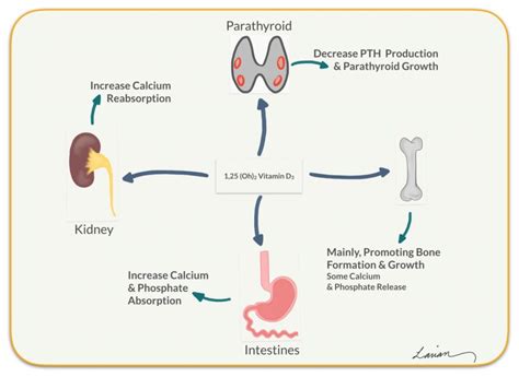 Vitamin D_image 1 - Hyperparathyroidism Surgery - Dr. Babak Larian