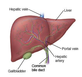 Blood Vessel That Transports Absorbed Food to the Liver