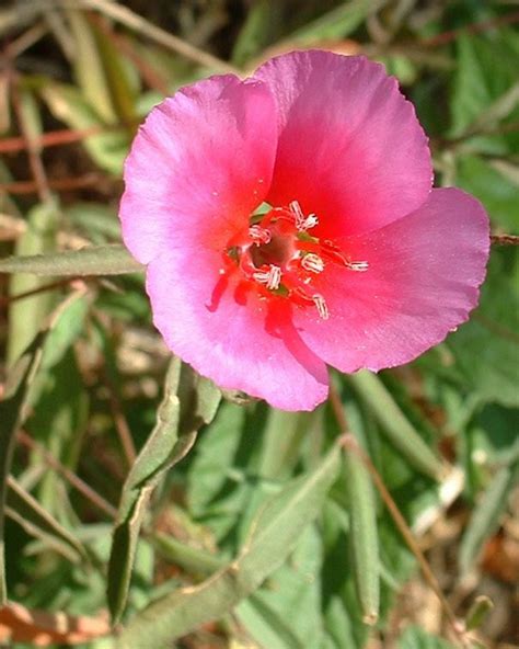 California Native Plants List - The Arboretum