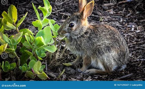 A Baby Eastern Cottontail Rabbit Sylvilagus Floridanus Stock Image - Image of small, ears: 167129347