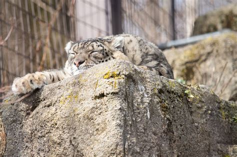 ‘Beloved’ snow leopards die of COVID complications at Lincoln Children’s Zoo in Nebraska ...