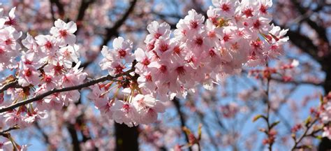 Aprende a disfrutar del sakura, la flor de cerezo en Japón