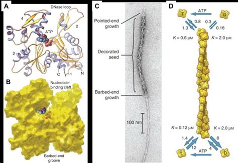 Structure of the actin monomer and its assembly into filaments. (A)... | Download Scientific Diagram