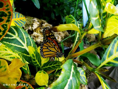 Butterfly Room at Phipps Conservatory | Butterfly room, Phipps ...