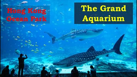 The Grand Aquarium at Ocean Park Hong Kong - YouTube