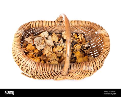 Cantharellus cibarius in front of white background Stock Photo - Alamy