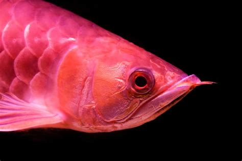 Red Arowana Care Guide: A Fishkeeper's Crown Jewel? | Fishkeeping World