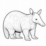 Aardvark Coloring Pages 35  Gem sketch template