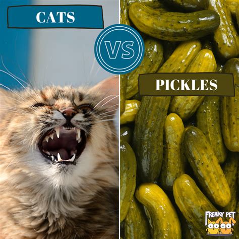 Cats vs Pickles: What’s the Story? - FreakyPet