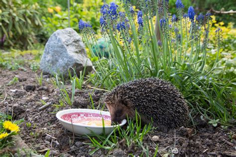 What To Do If You Have A Hedgehog Visiting Your Garden | Spikes