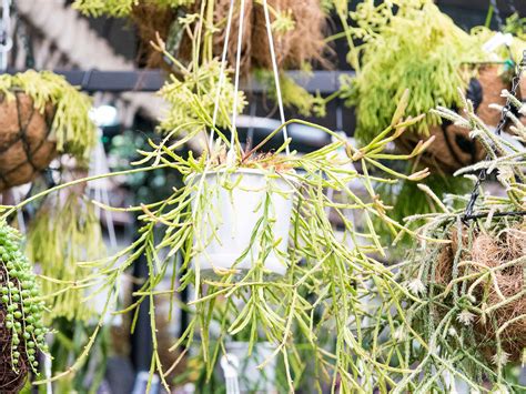 Why Succulents Make Great Hanging Plants - realestate.com.au