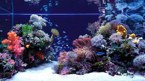 3D Aquarium Wallpaper (52+ images)