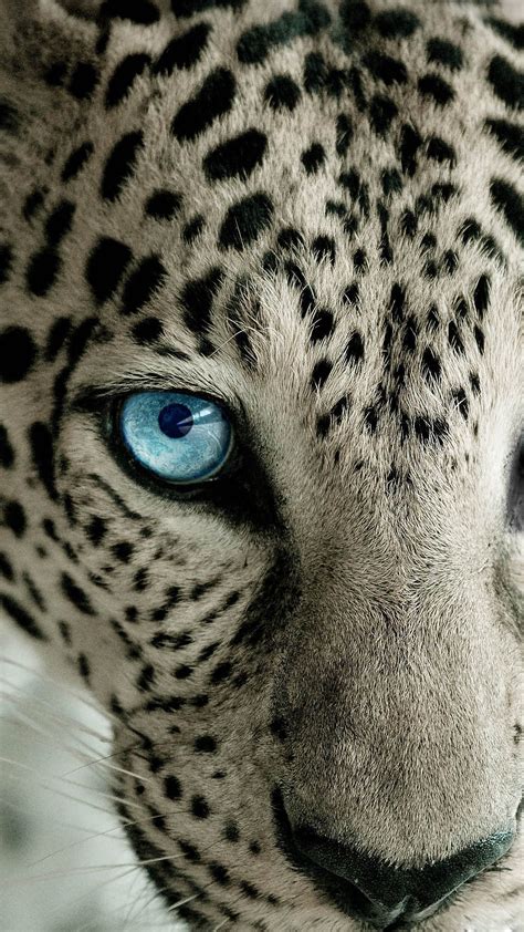 African Leopard Eye Color | PeepsBurgh.Com