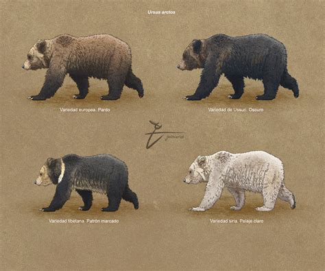 Eurasian Brown Bear Vs Grizzly