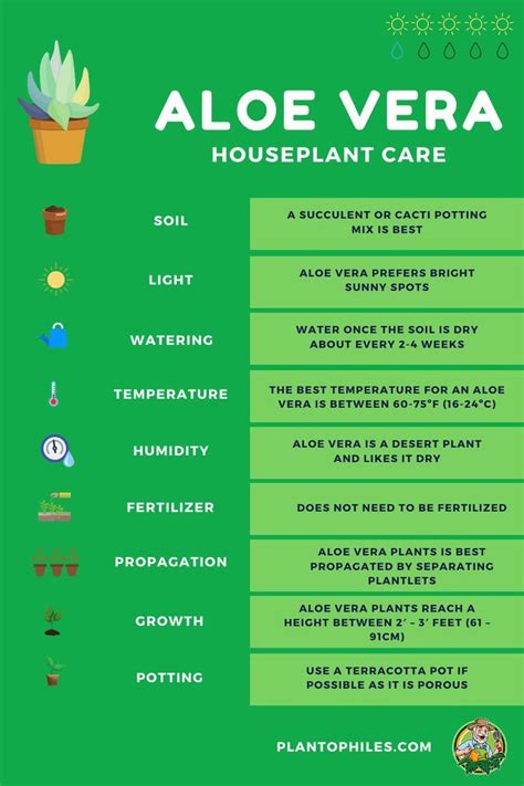 Aloe Vera Houseplant Care in 2020 | House plant care, Aloe vera care, Aloe vera plant