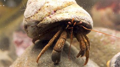 Deep Look: Watch These Hermit Crabs Shop for the Perfect Shell | KCTS 9